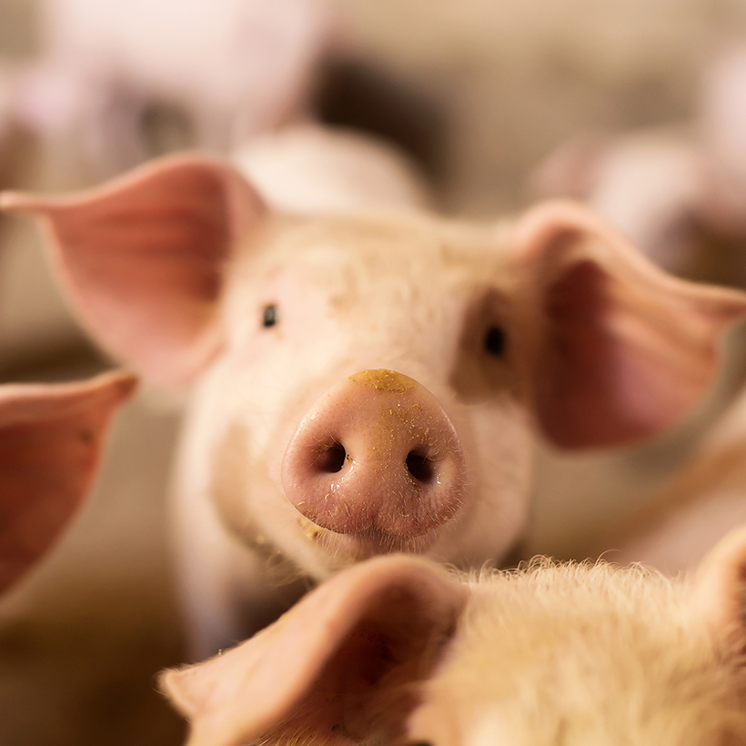 Ræktun ráðgjöf reyndra ráðgjafa í efnavörum hreinlætisvörum fyrir alla aliræktun fiskeldi og landbúnað.